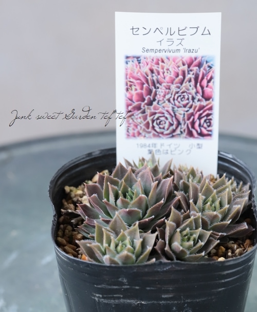 多肉植物】センペルビウム『イラズ』 | Leaf Species,多肉植物