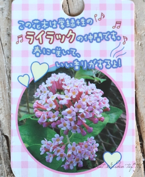 常緑性ライラック』 | すべての商品 | | Junk sweet Garden tef*tef*