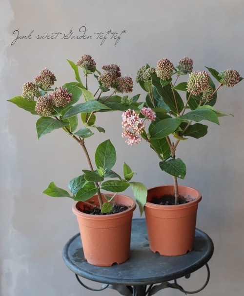常緑性ライラック すべての商品 Junk Sweet Garden Tef Tef