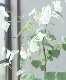 ڼڡ ꥫϥʥ  إС饦ɡ ߡ