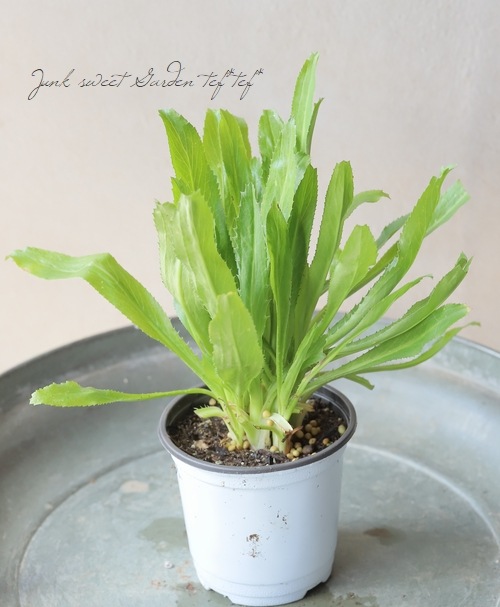 ڲڱۡϡ֡Υꥳꥢإѥե