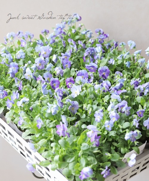 ���ӥ��顦��⤫ ����ʼ�إ�٥�����������ɡ�