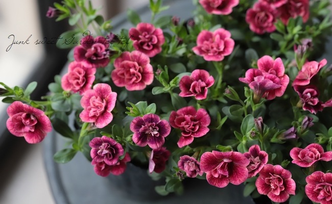 ֥饳ƥե쥬󥹥ݥ E02