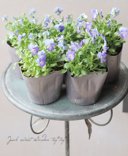 ◇ビオラ・ももか 試作品種 『ラベンダーシェード』 | すべての商品