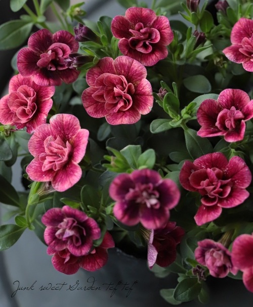 ֥饳ƥե쥬󥹥ݥ E02