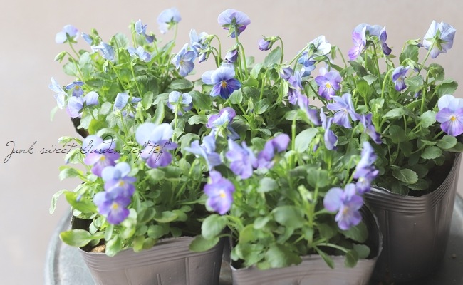 ◇ビオラ・ももか 試作品種 『ラベンダーシェード』 | すべての商品