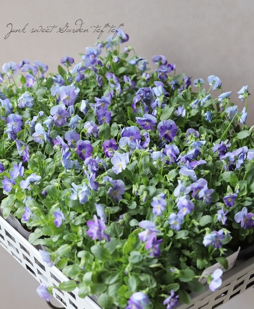 ���ӥ��顦��⤫ ����ʼ�إ�٥�����������ɡ�