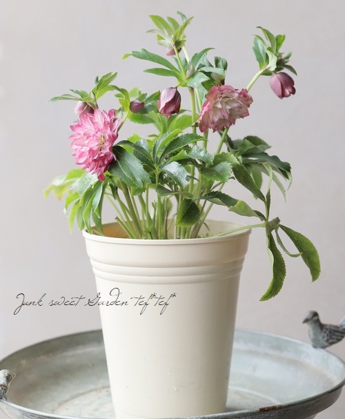 ���ꥹ�ޥ���������������ݸ��ۡ�¿�ۥ��֥�� 2025��No.32��