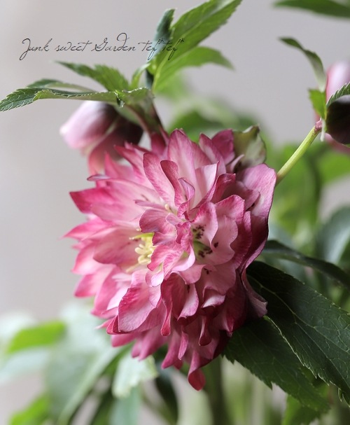 ���ꥹ�ޥ���������������ݸ��ۡ�¿�ۥ��֥�� 2025��No.32��