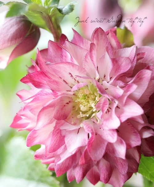 ���ꥹ�ޥ���������������ݸ��ۡ�¿�ۥ��֥�� 2025��No.32��