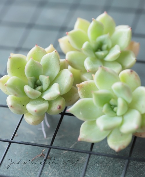 ��¿����ʪ�ۡ��إ��른���١������٥ꥢ°��