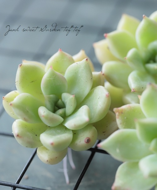 ��¿����ʪ�ۡ��إ��른���١������٥ꥢ°��