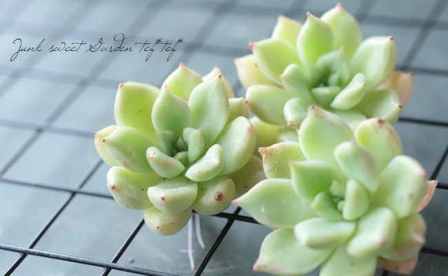 ��¿����ʪ�ۡ��إ��른���١������٥ꥢ°��