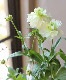 �ڰ���ݤ������ ��ʥ󥭥�饹����å������꡼�����إ˥Υ���