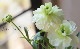 �ڰ���ݤ������ ��ʥ󥭥�饹����å������꡼�����إ˥Υ���