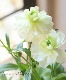 �ڰ���ݤ������ ��ʥ󥭥�饹����å������꡼�����إ˥Υ���