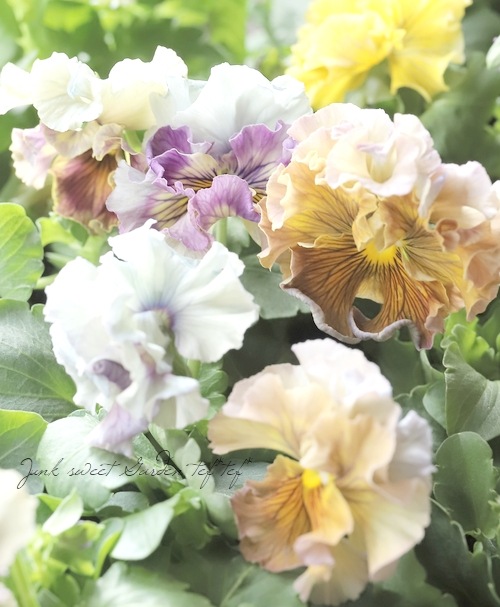���ߤ�ȥѥ󥸡����إե�������ơ�����