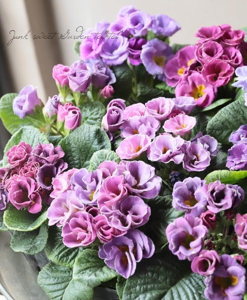 バラ咲きプリムラ・ジュリアン 『コロネット・レンブラントダスク