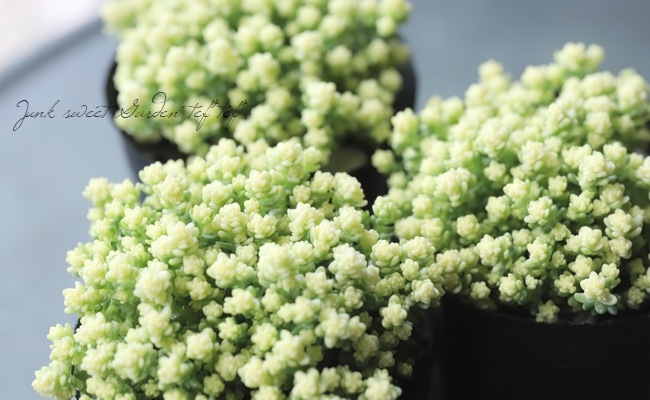 多肉植物　セダム　アクレアウレウム　カット 多肉植物 セダム アクレアウレウム カット 日本花キ流通 多肉
