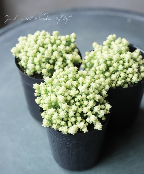 多肉植物　セダム　アクレアウレウム　カット 楽天市場】多肉植物 セダム アクレ アウレウム エレガンス 6cm