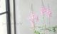 ��������١��إӥ���󥺥���ԥ󥯡١�