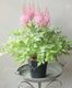 ��������١��إӥ���󥺥���ԥ󥯡١�
