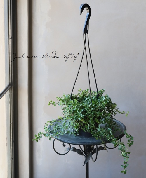 観葉植物】 ガジュマル・フィカス ツル性『シャングリラ』 吊り鉢