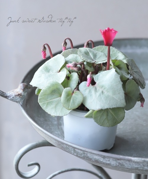 ガーデンミニシクラメン 『シルバービューティー』 ピンク | すべての