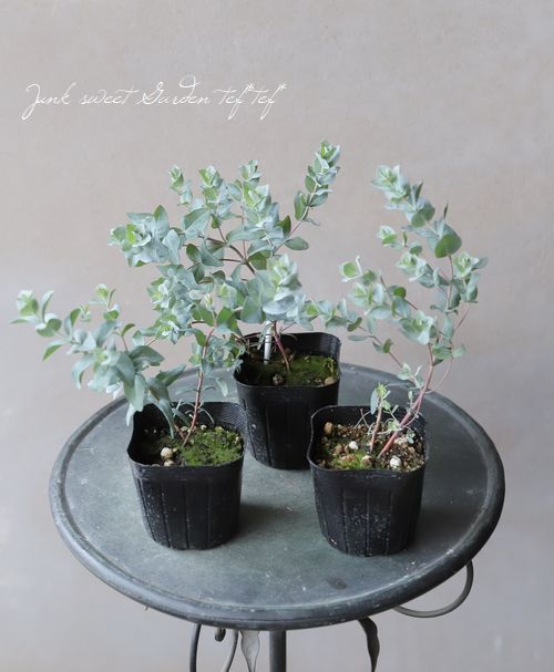 ユーカリ 『アルビダ』 | すべての商品 | | Junk sweet Garden tef*tef*