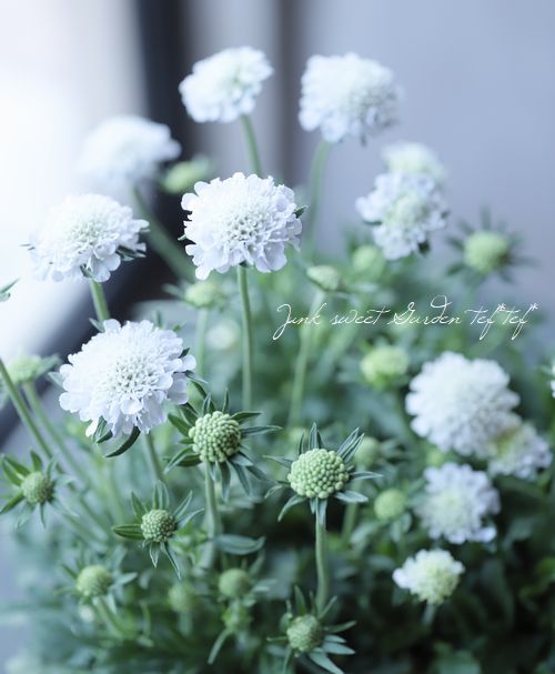 スカビオサ・コルンバリア 『ミルキーエコー』 | すべての商品