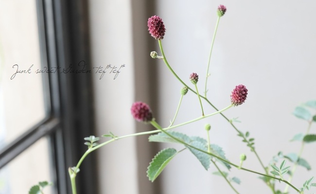 ワレモコウ様 Amazon | ヒメワレモコウ 9～10.5cmポット苗 吾亦紅