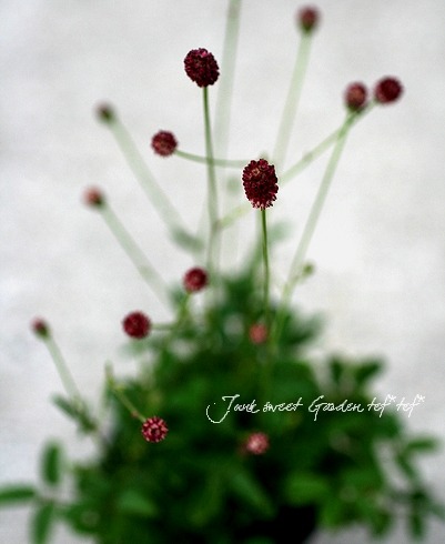 コンパクト品種 『ヒメワレモコウ』 【小さめ10%off】 | すべての商品