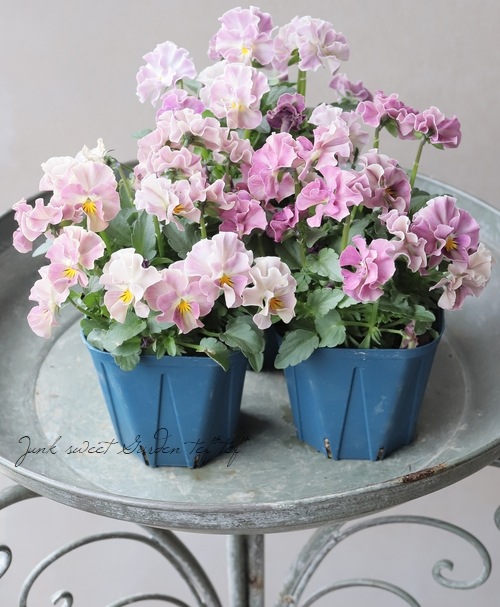 アンジュ⭐︎ ○佐藤さん育種・個性派ビオラ・ヌーヴェルヴァーグ 『アンジュ