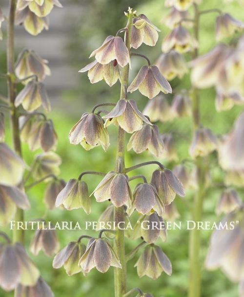 球根】 洋種バイモユリ・フリチラリア 『ペルシカ・グリーンドリームズ