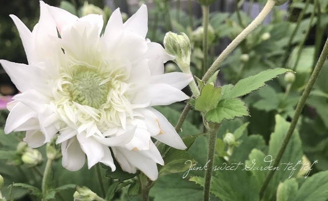 菊花20 Amazon | AUTSUPPL 20個の仿真菊花装飾 クラフト 花飾り 多彩な