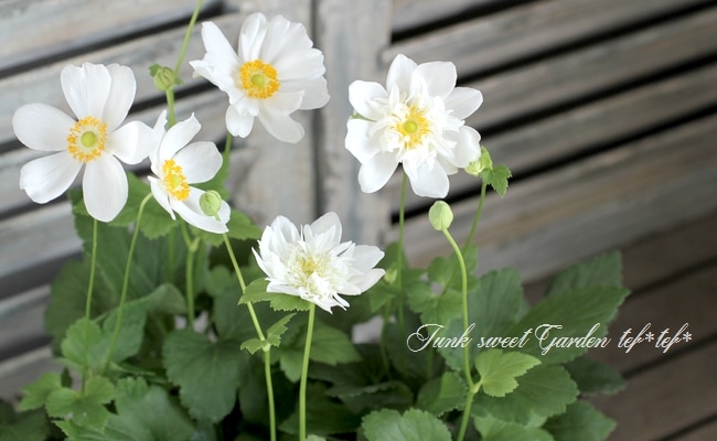 八重咲き秋明菊 『ホワイト』 | すべての商品 | | Junk sweet Garden