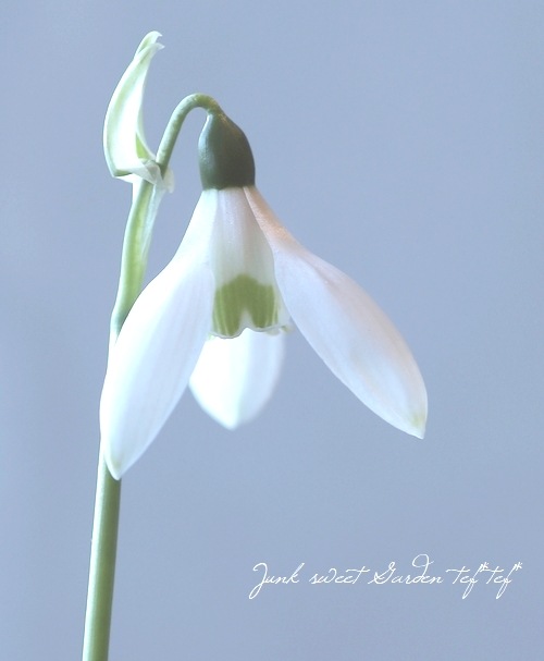 白花マツユキソウ 『スノードロップ』 | すべての商品 | | Junk sweet