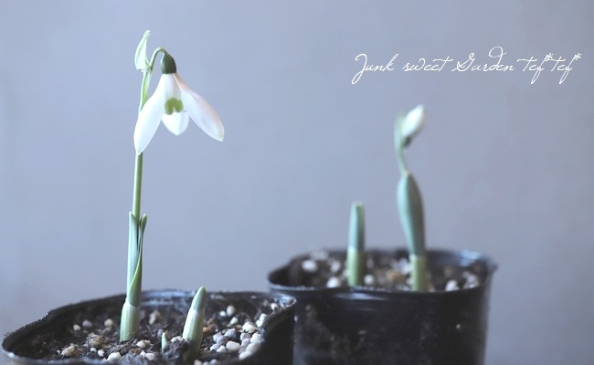 スノードロップ様　２分の１ 白花マツユキソウ 『スノードロップ』 | すべての商品 | | Junk sweet