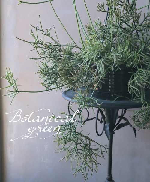 �ڴ��տ�ʪ�ۥ�ץ��ꥹ No.��