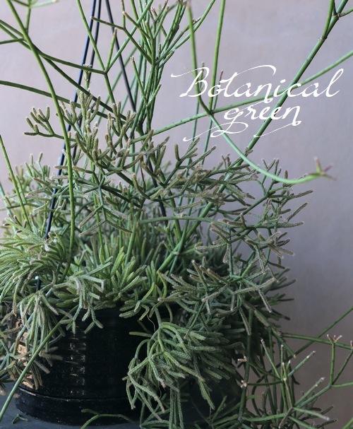 �ڴ��տ�ʪ�ۥ�ץ��ꥹ No.��