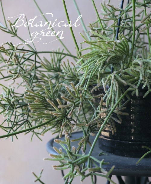 �ڴ��տ�ʪ�ۥ�ץ��ꥹ No.��