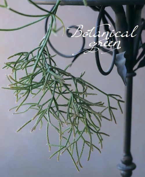 �ڴ��տ�ʪ�ۥ�ץ��ꥹ No.��