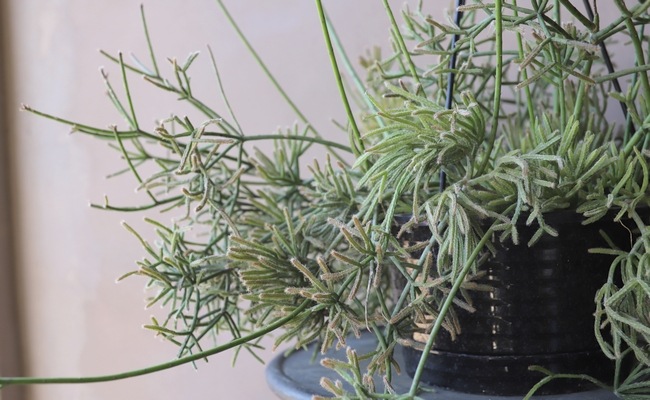 �ڴ��տ�ʪ�ۥ�ץ��ꥹ No.��