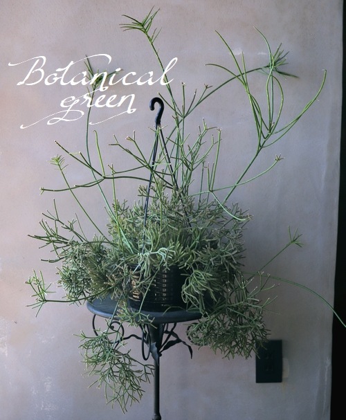 �ڴ��տ�ʪ�ۥ�ץ��ꥹ No.��