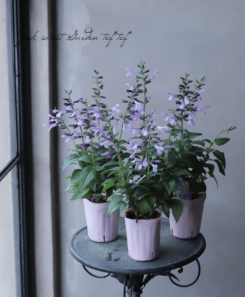 宿根サルビア 『イパネマ』 ラベンダー | すべての商品 | | Junk sweet