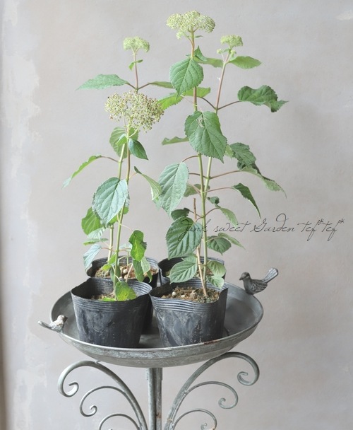 紫陽花アナベル 『ピンクアナベル2』 NCHA2 【枝少なめ20%off