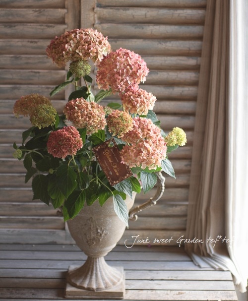 紫陽花アナベル 『ピンクアナベル2』 NCHA2 【枝少なめ20%off