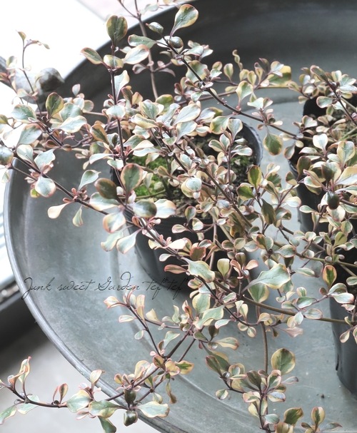 �����ꥳ�ץ����� �إ�������