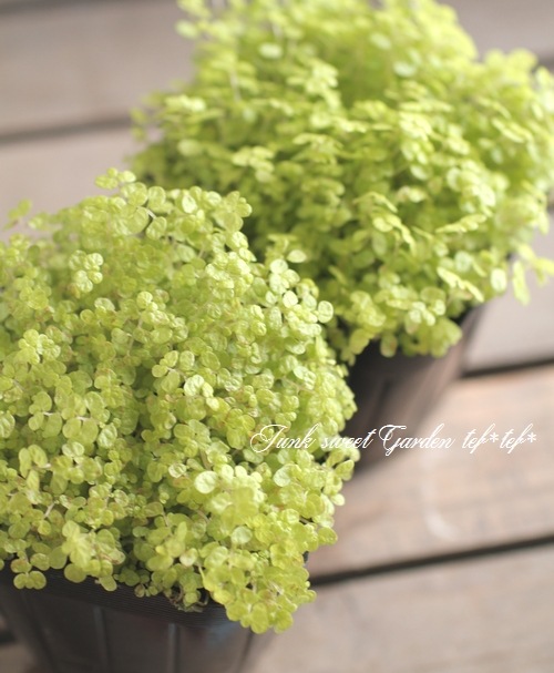 �٥ӡ��ƥ����������إ饤�॰�꡼���