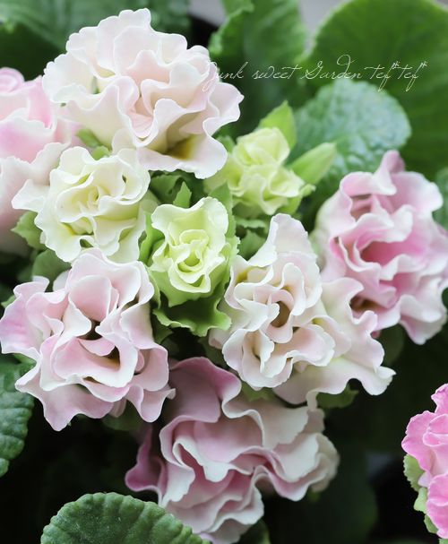 �ץ��顦����ե른��ꥢ�󡡡إԡ�����������